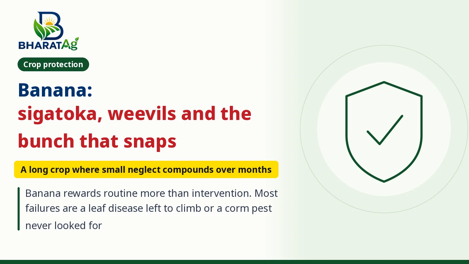 Cover: Banana: sigatoka, weevils and the bunch that snaps (Crop protection)