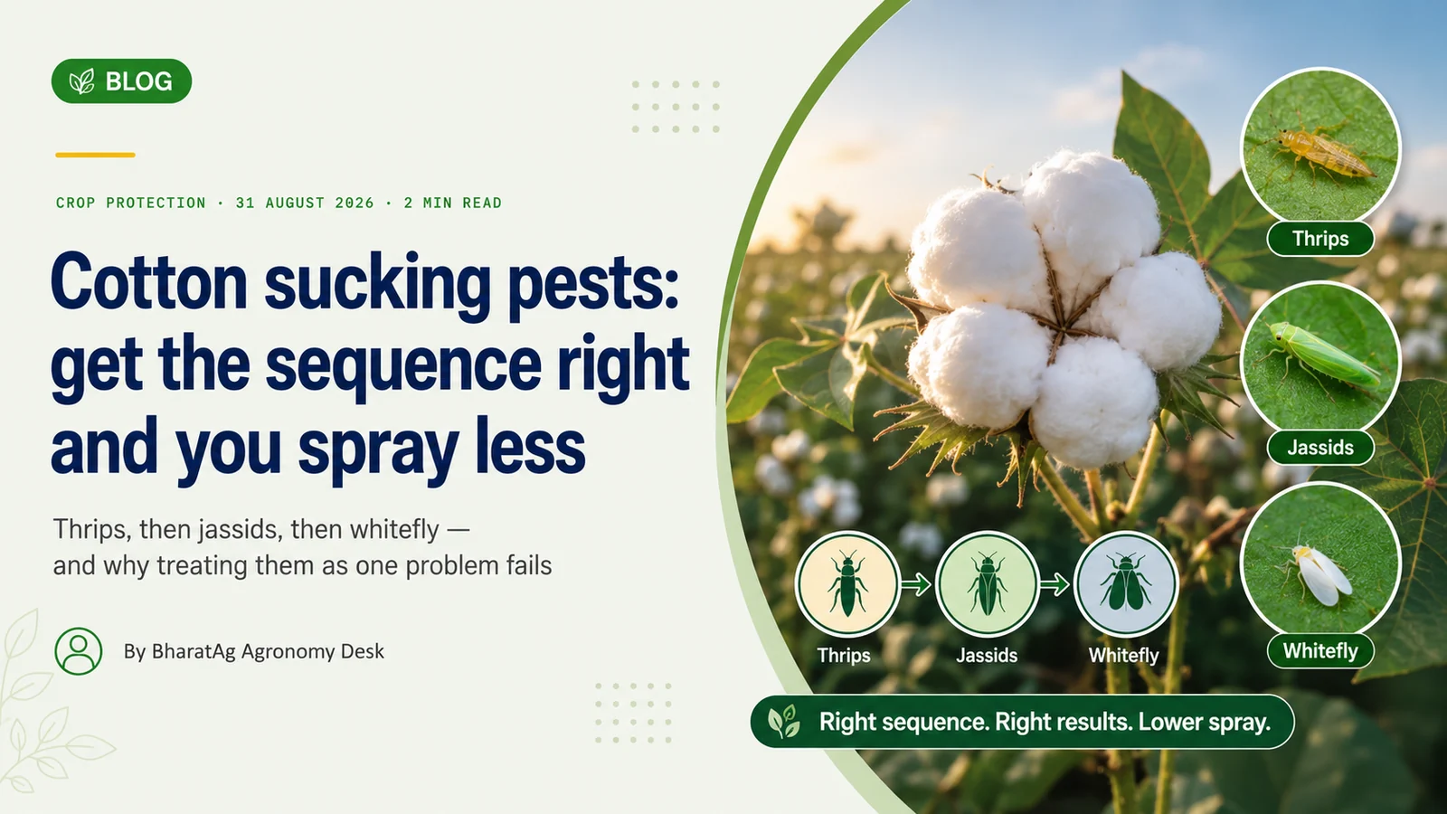 Cotton sucking pests: get the sequence right and you spray less — BharatAg Crop Science