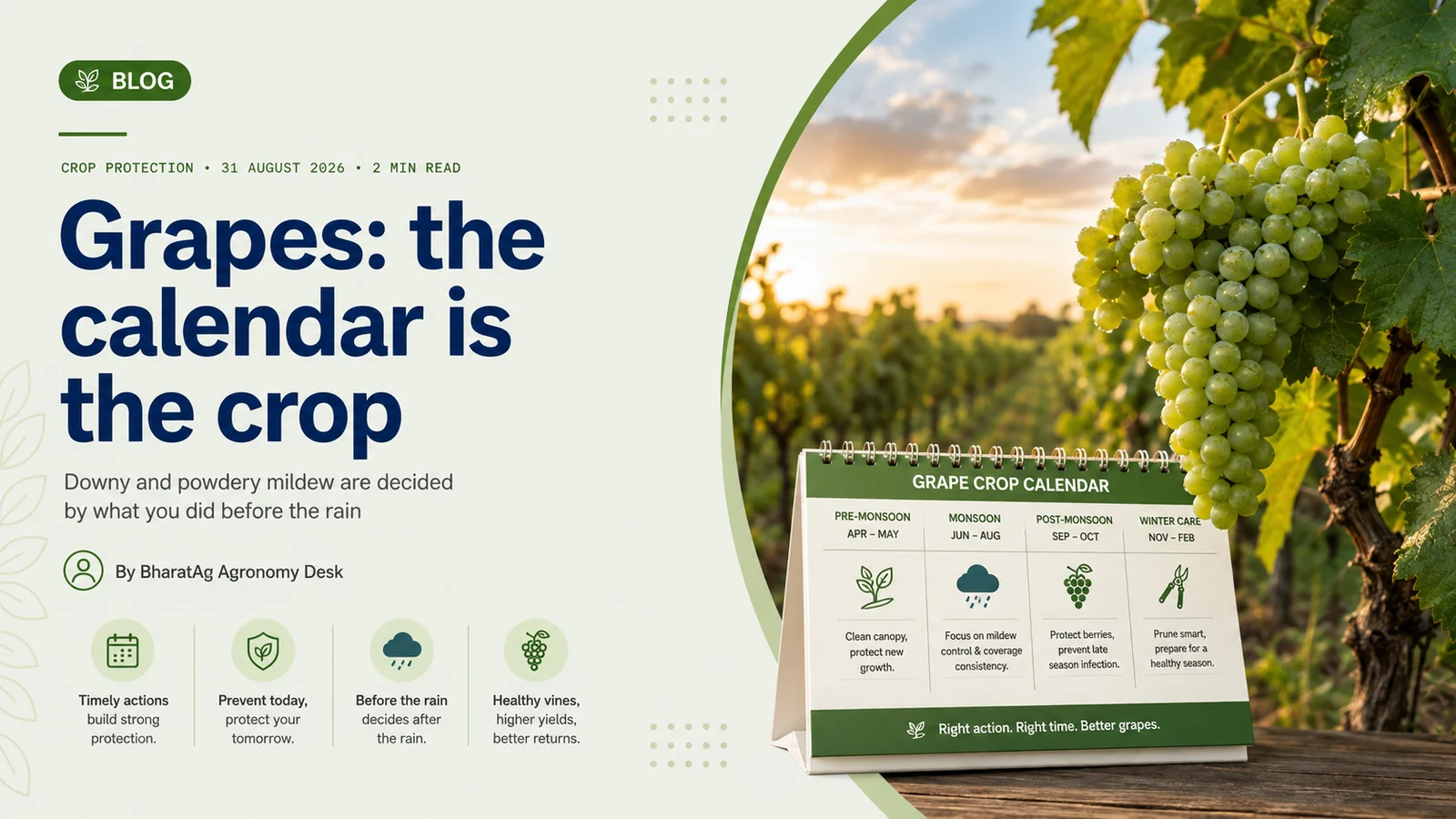 Grapes: the calendar is the crop — BharatAg Crop Science