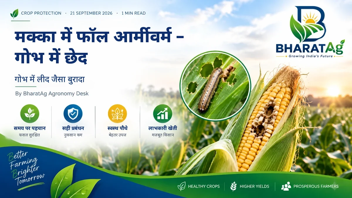 मक्का में फॉल आर्मीवर्म — गोभ में छेद