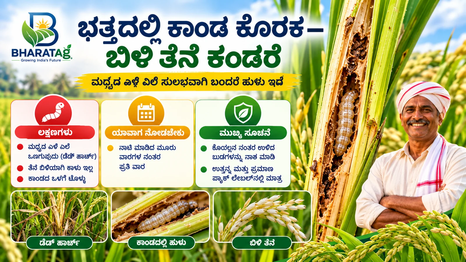 Kannada cover: rice stem borer larva inside a split paddy stem, dead heart and white ear, with a farmer
