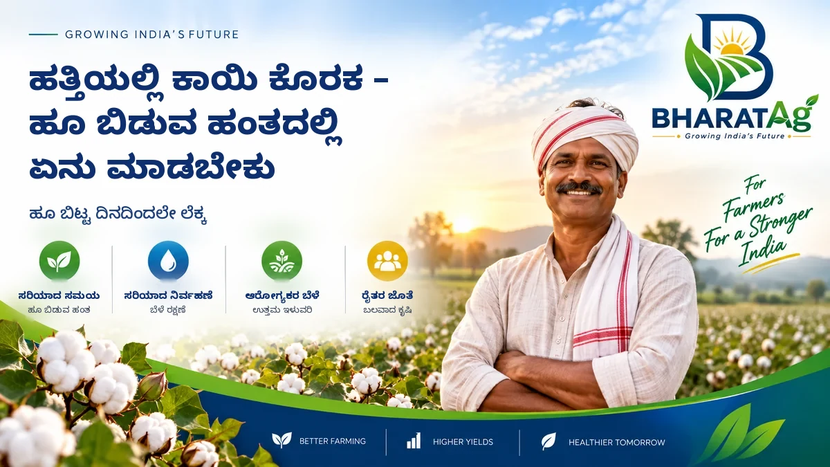 ಹತ್ತಿಯಲ್ಲಿ ಕಾಯಿ ಕೊರಕ — ಹೂ ಬಿಡುವ ಹಂತದಲ್ಲಿ ಏನು ಮಾಡಬೇಕು