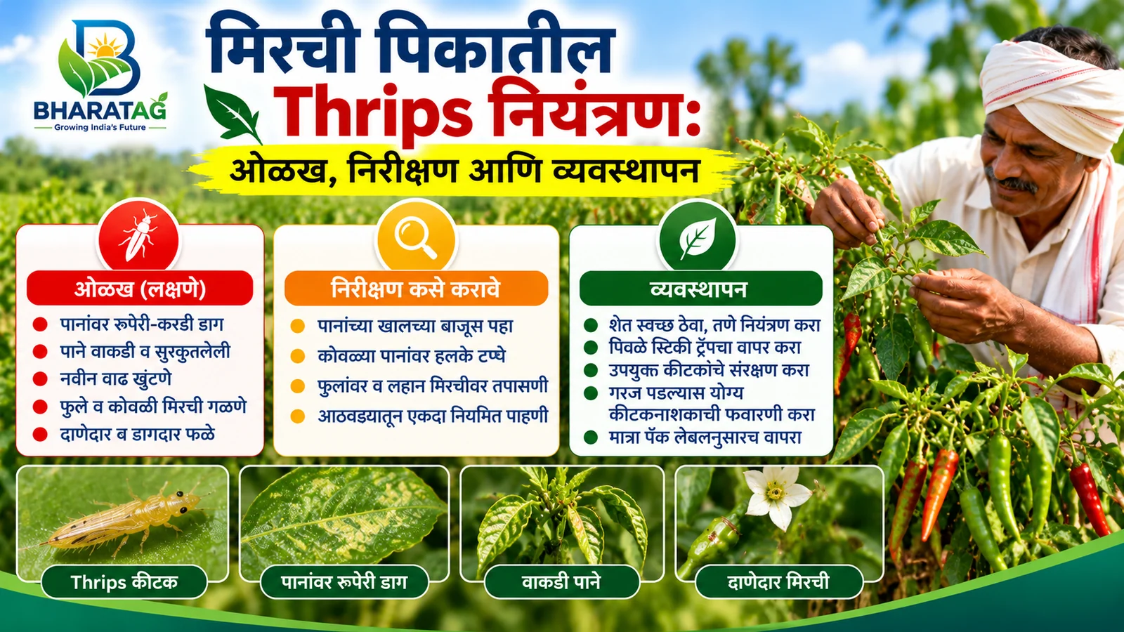 Marathi cover: thrips on chilli, silvery leaf damage, curled leaves and scarred fruit, with a farmer