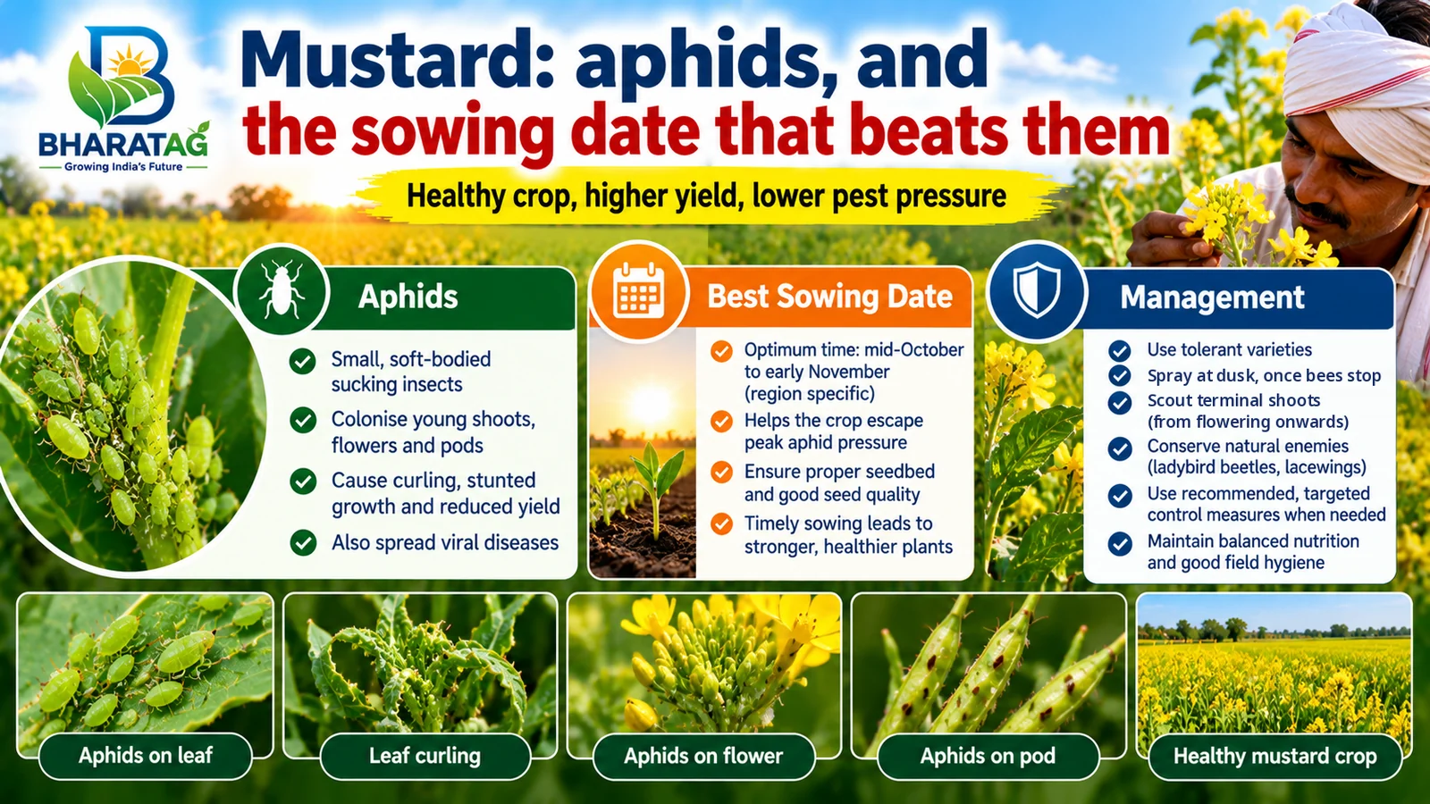 Mustard aphids on shoots, flowers and pods, with a flowering mustard field