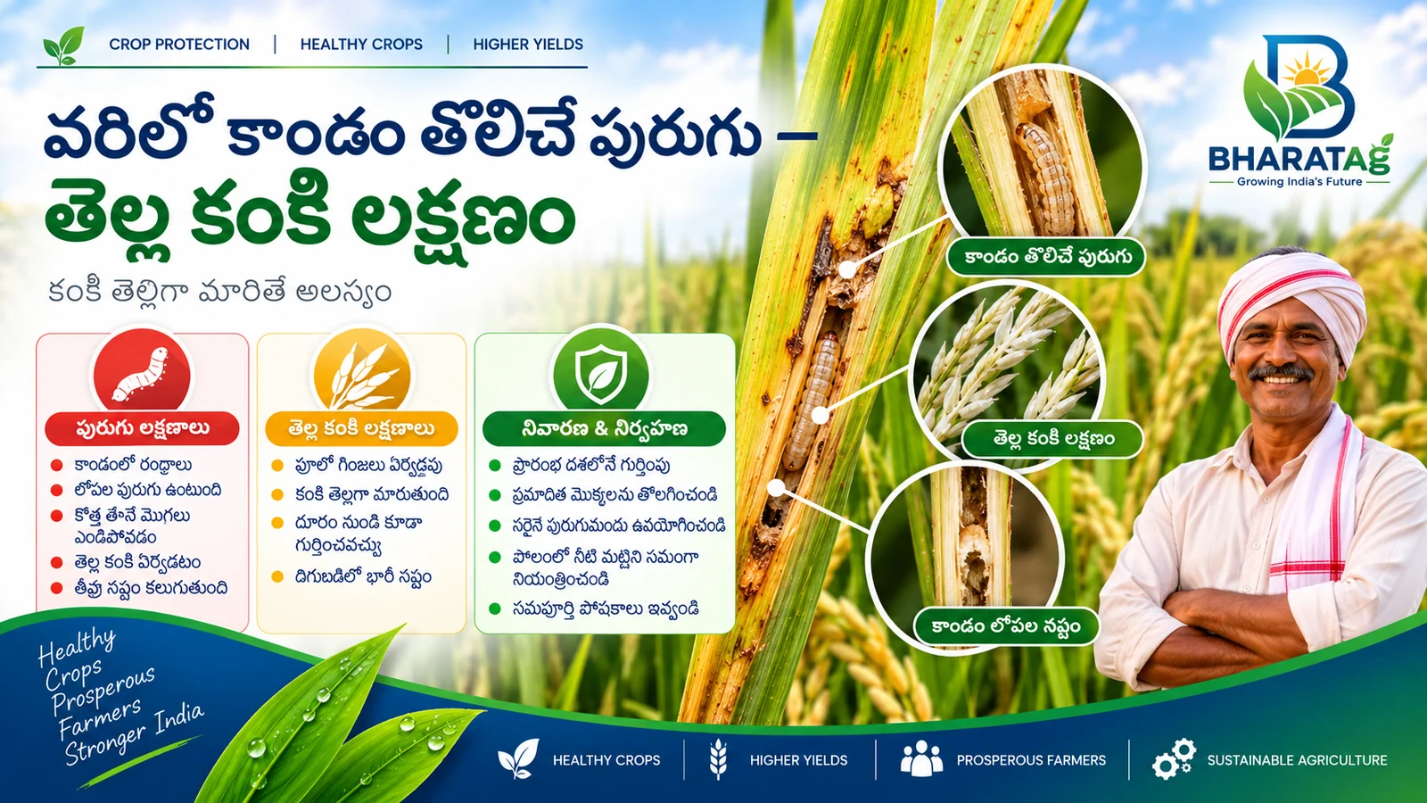 Telugu cover: rice stem borer larva inside a split paddy stem, white ears in the field, with a farmer