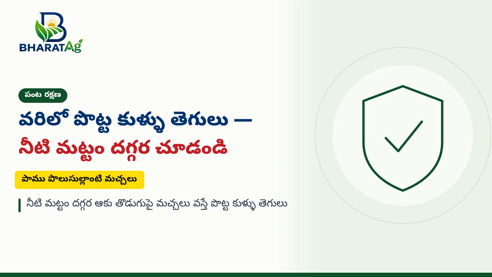 Telugu cover: వరిలో పొట్ట కుళ్ళు తెగులు — నీటి మట్టం దగ్గర చూడండి (Crop protection)