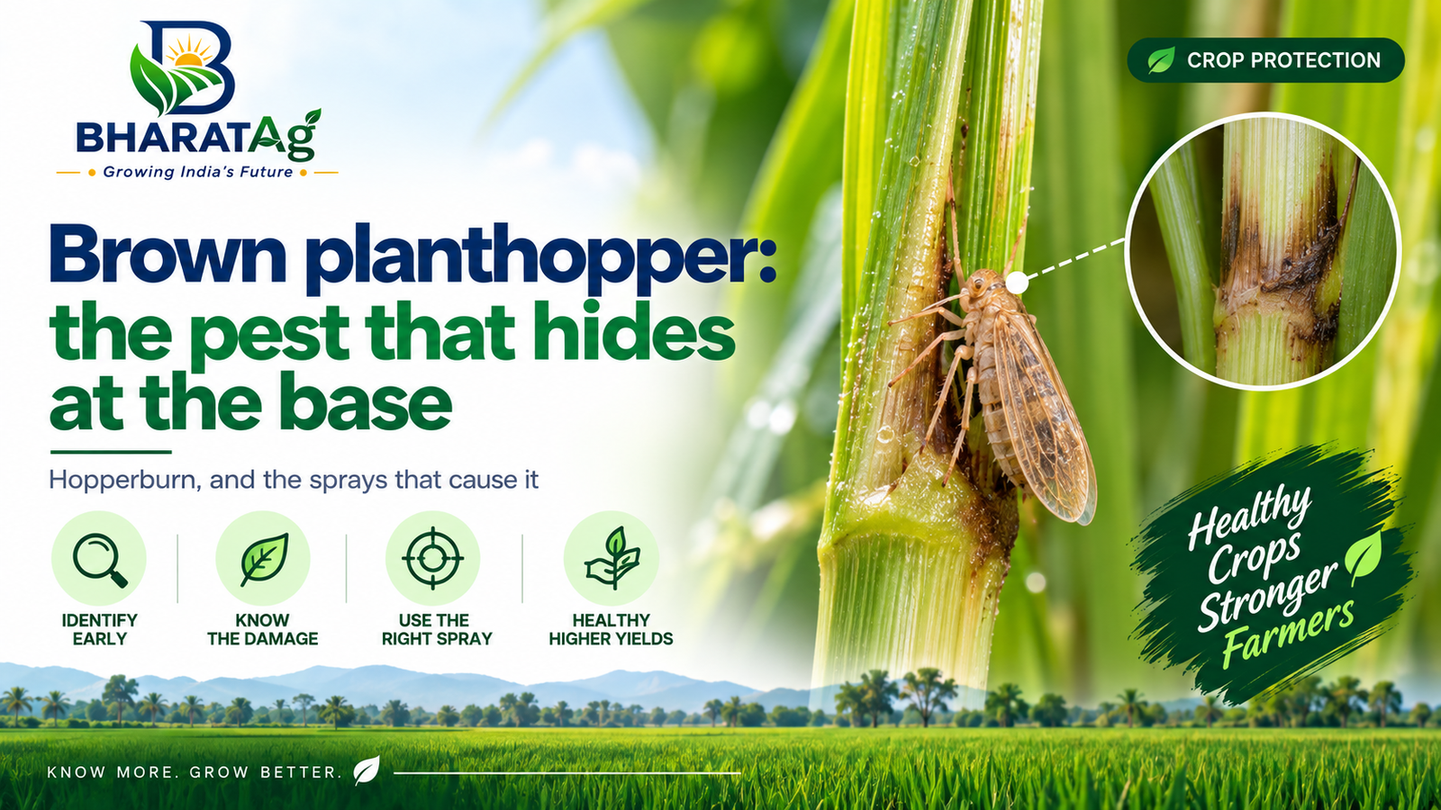 Brown planthopper: the pest that hides at the base — BharatAg Crop Science
