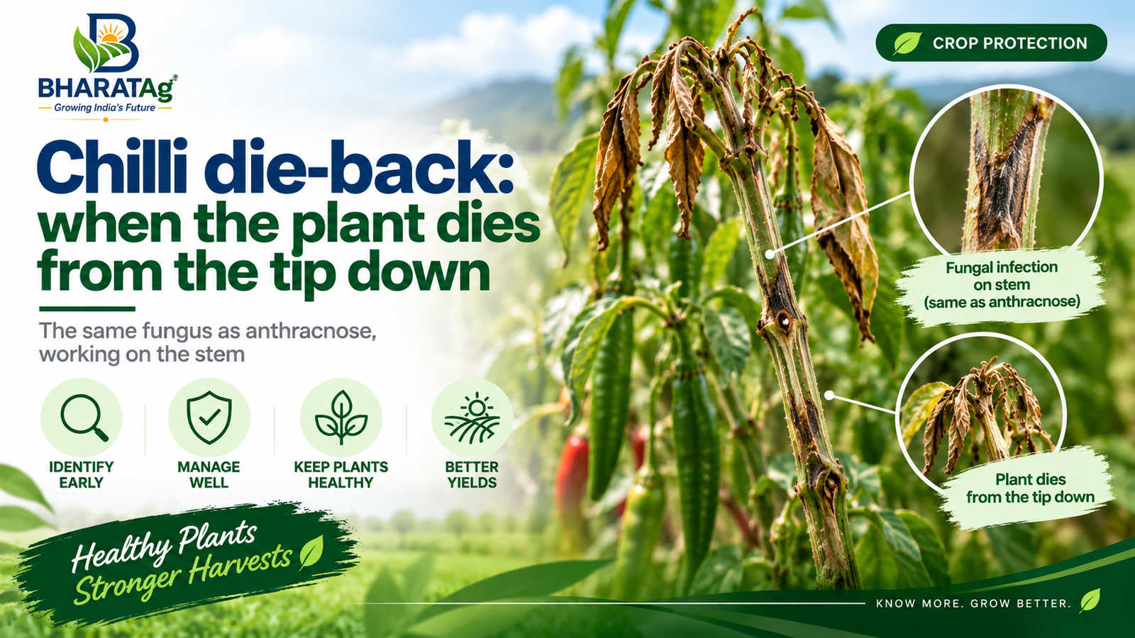 Chilli die-back: when the plant dies from the tip down — BharatAg Crop Science