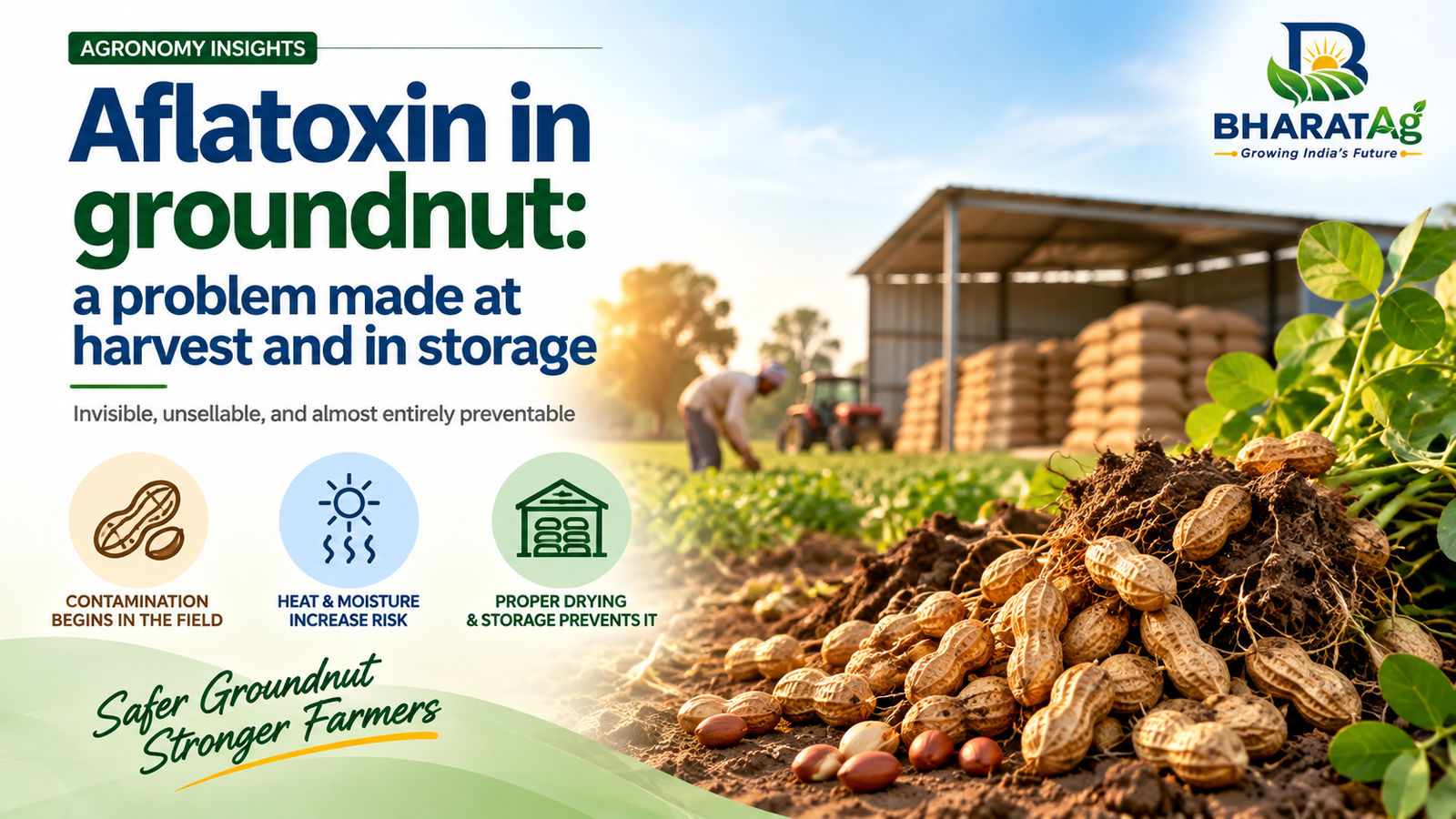Aflatoxin in groundnut: a problem made at harvest and in storage — BharatAg Crop Science