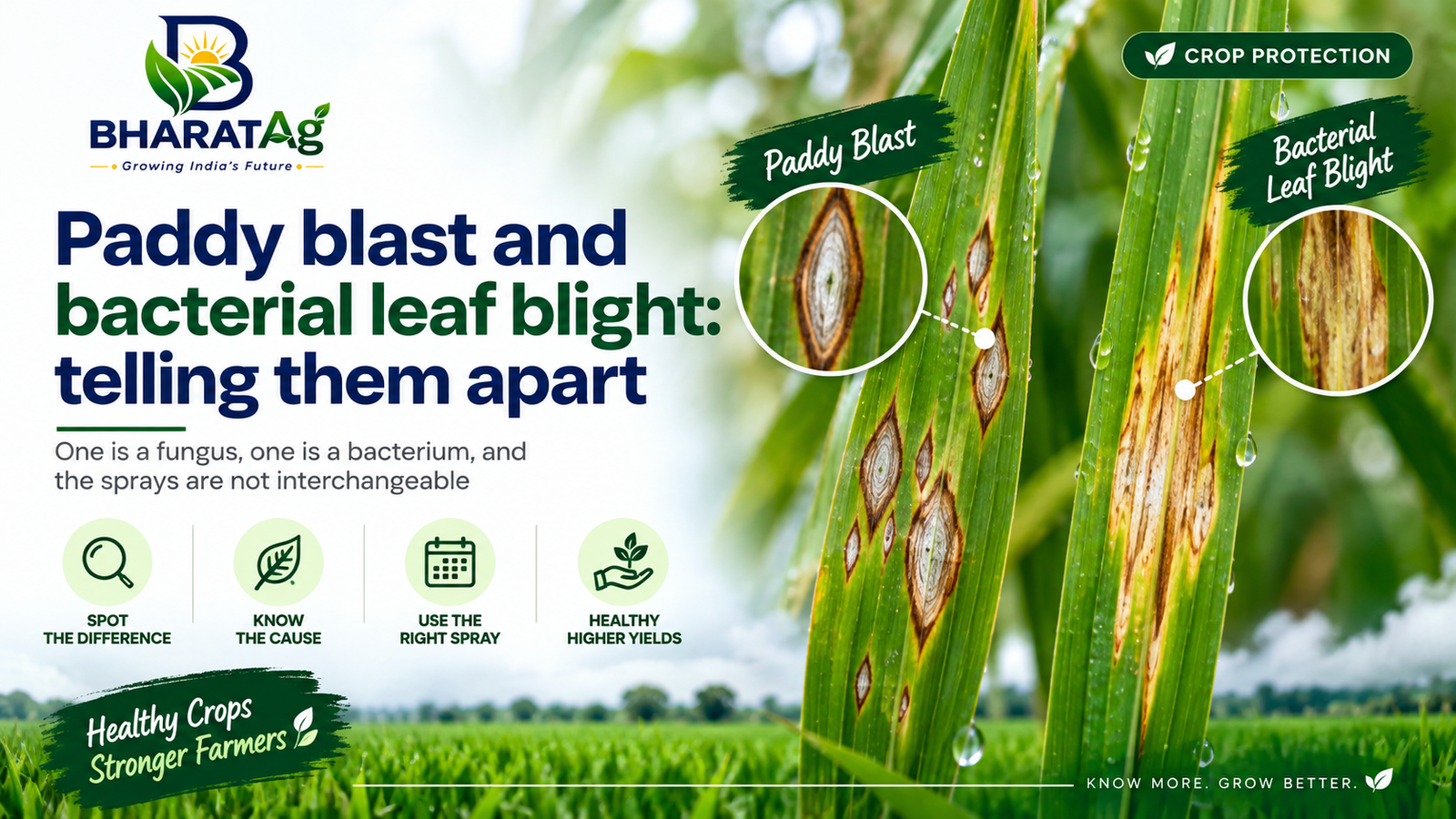 Paddy blast and bacterial leaf blight: telling them apart — BharatAg Crop Science