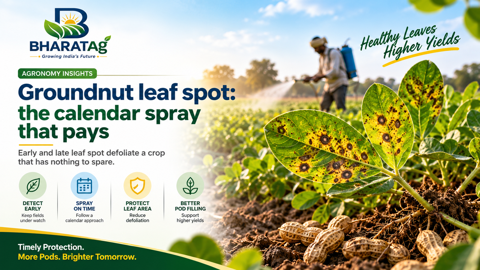 Groundnut leaf spot: the calendar spray that pays — BharatAg Crop Science
