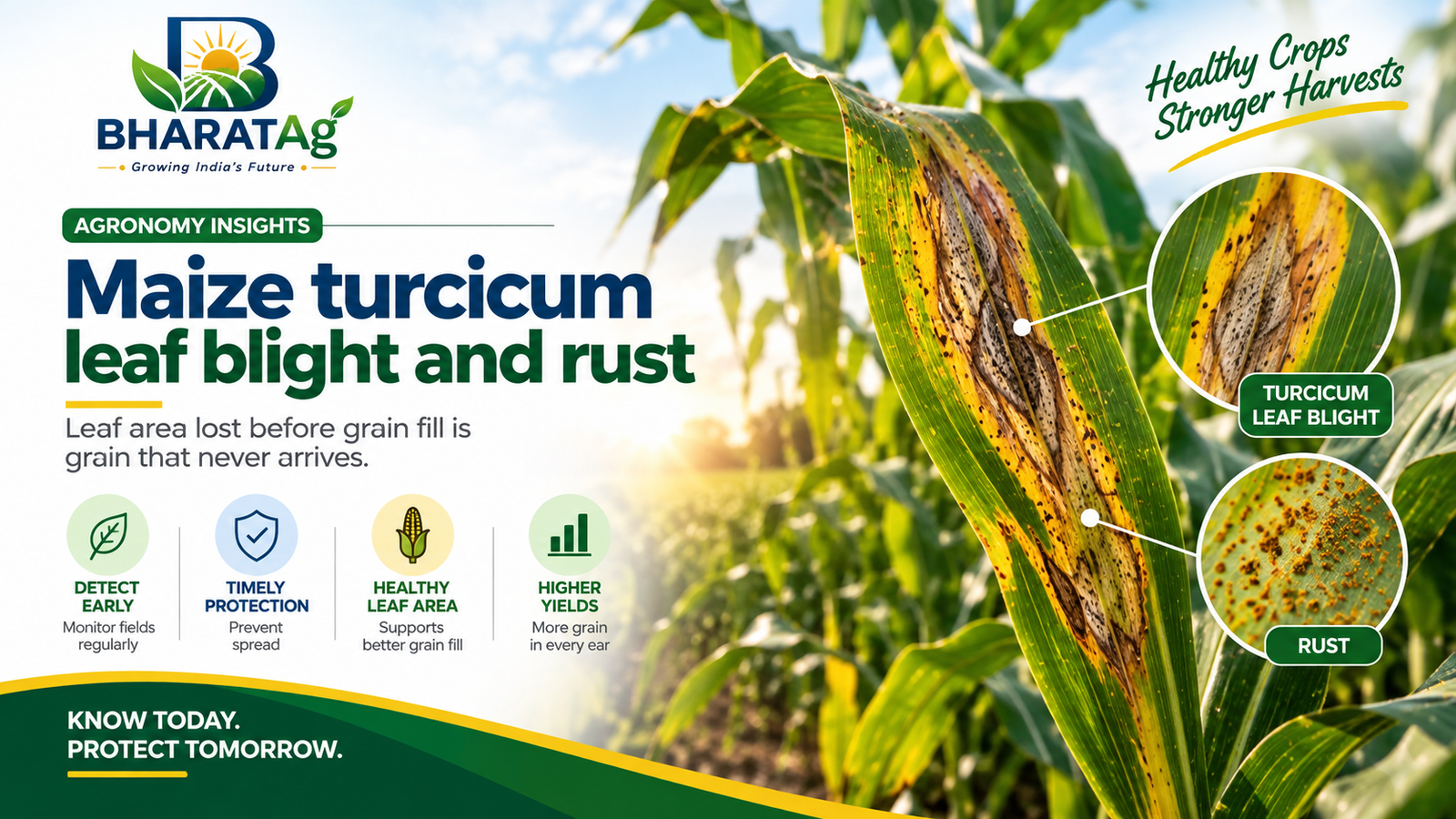 Maize turcicum leaf blight and rust — BharatAg Crop Science