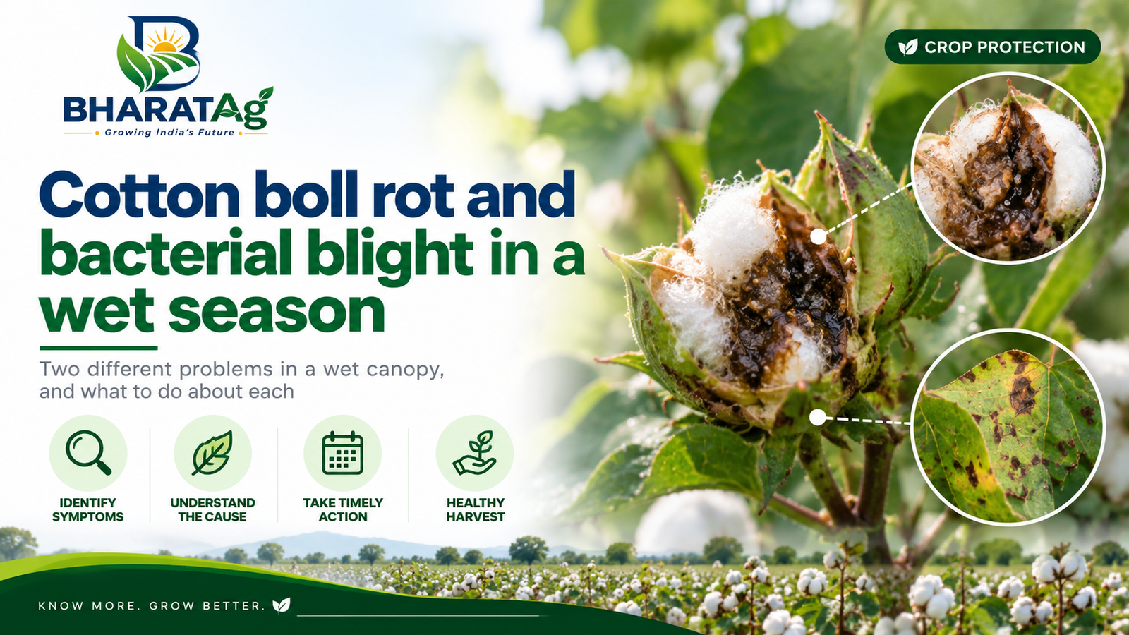 Cotton boll rot and bacterial blight in a wet season — BharatAg Crop Science