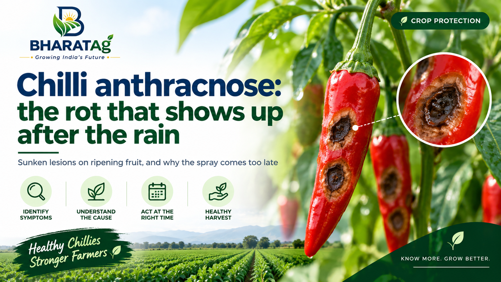 Chilli anthracnose: the rot that shows up after the rain — BharatAg Crop Science